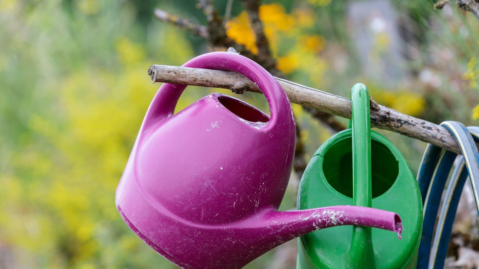 Deux arrosoirs en plastique accrochés à une branche dans un jardin